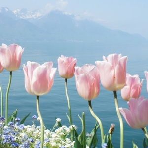 Meet your Posher, Gillian